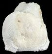 Fossil Brontotherium (Titanothere) Vertebrae - South Dakota #53687-1